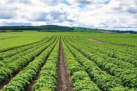 UK potato field