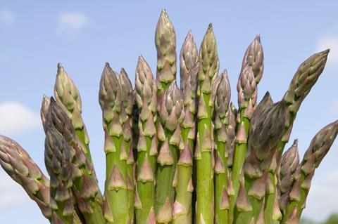 Waitrose announces earliest British asparagus supplies