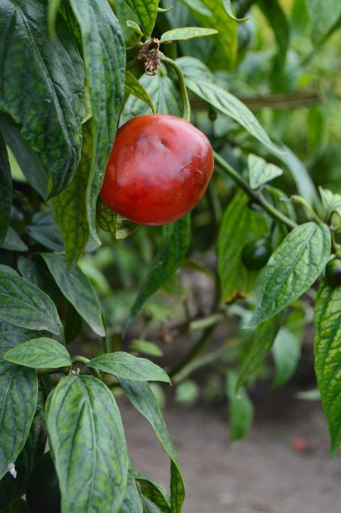 rocoto chili- joseoleas10-pixabay
