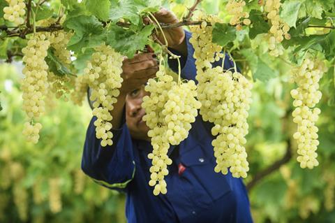 South Africa raisin grapes