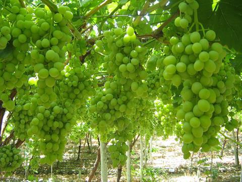 Namibian grapes