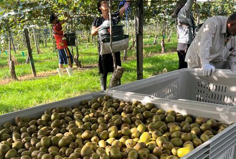 The kiwifruit harvest begins at Briant Brothers