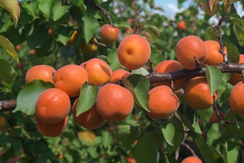 Italien: Kooperation von Apofruit und Guidi für Aprikosen-Vermarktung