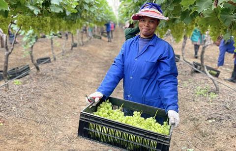First SA grapes of 2022 Loskop Valley