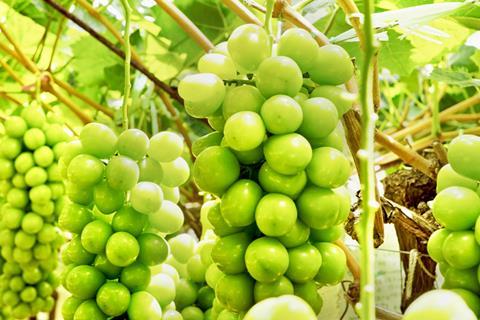 Joytree's Shine Muscat grapes