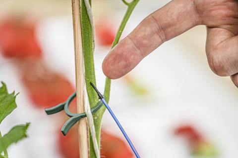 Mit Messelektroden verkabelte Tomatenpflanzen - LWG