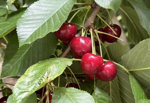 Argentine cherries