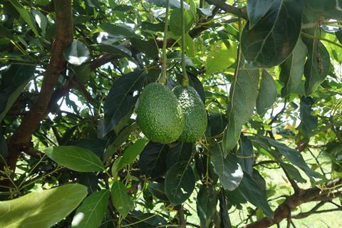 Avocados in Kenia
