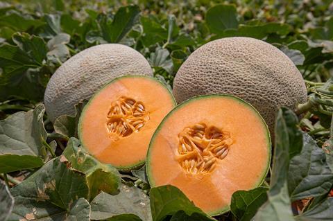 Melons 4 Kopie