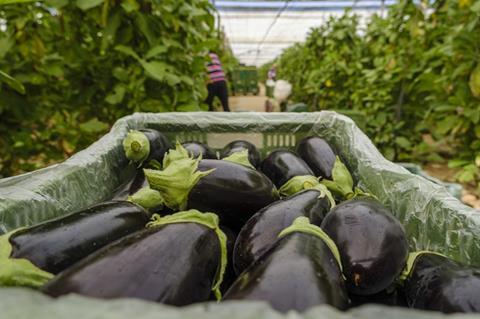 aubergine zucchini hortyfruta