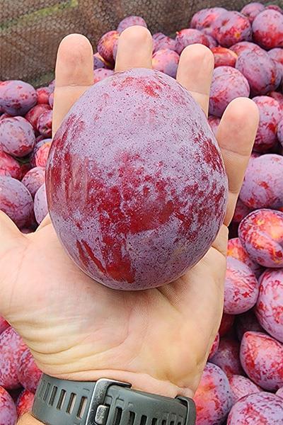 heaviest-plum-on-a-human-palm