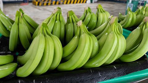 Ecuador bananas