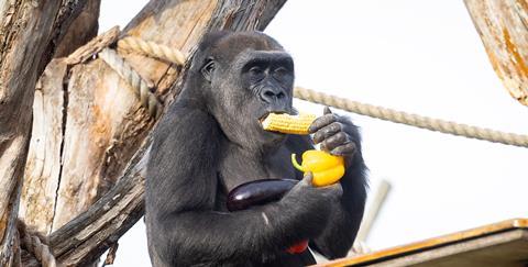 Gorillas Elika, Effie and baby Venus enjoyed a selection of cabbage, yellow pepper, corn and aubergine