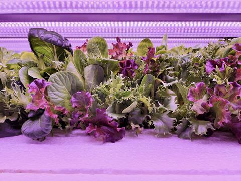 Oppy UP Vertical Farms leafy Greens