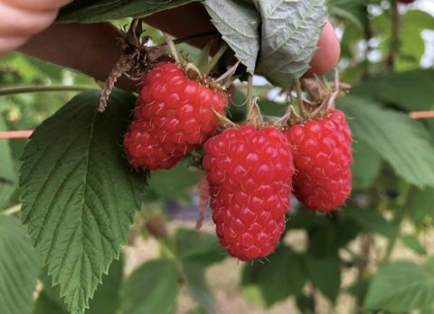 GPG raspberries