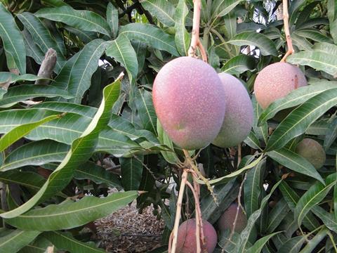 Peru verschifft Mango-Rekordmenge