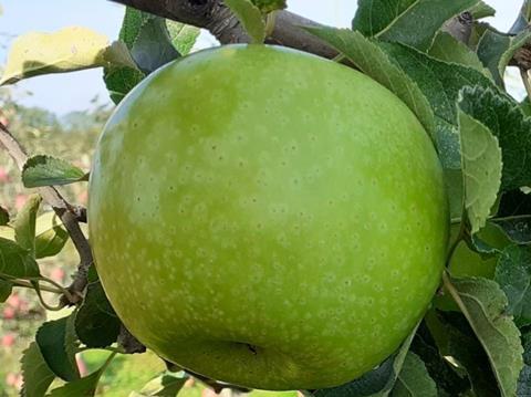 Apple Trees - Granny Smith Improved