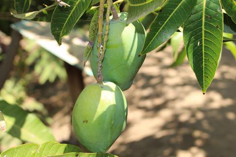 Greek producers test tropical crops as temperatures rise