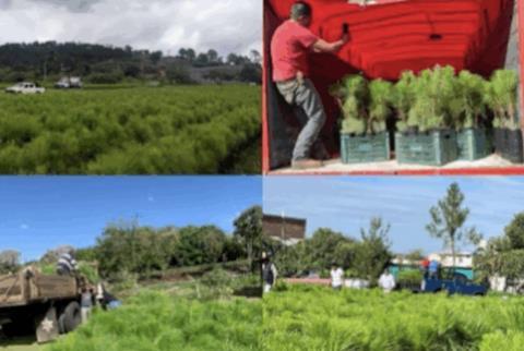 Apeam pine deliveries