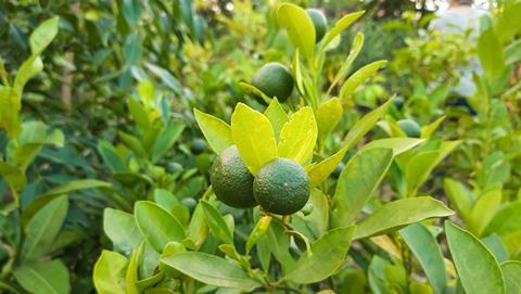 Persian limes