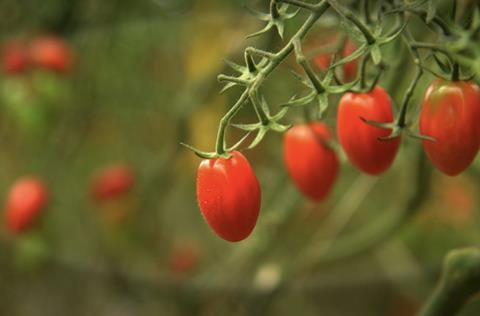 Azura tomatoes
