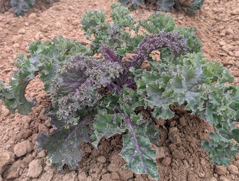 The variety is a new-to-market red kale, selected for its purple-red colour