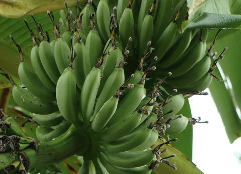 Peruvian bananas