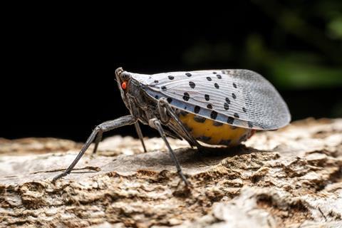 Spotted lanternfly AdobeStock_695129579