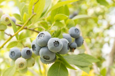VentureFruit blueberries