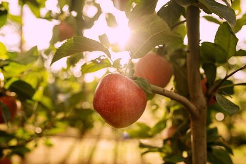 Tutti apples on tree