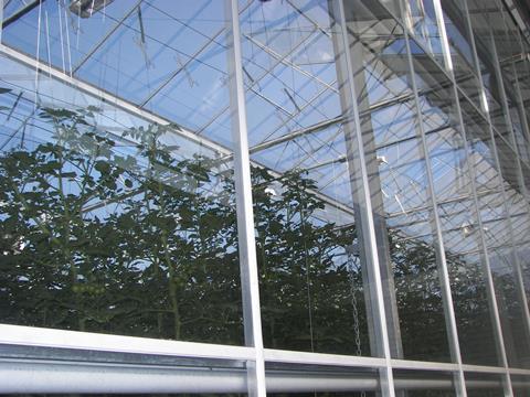 Tomatenpflanzen im Gewächshaus