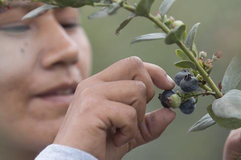 Another year of strong growth for Peruvian blueberry exports