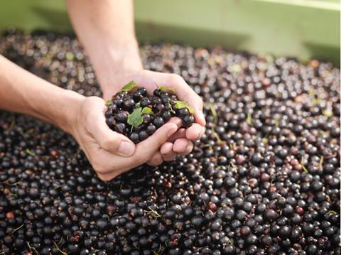 90 per cent of the UK blackcurrant crop is used for Ribena production
