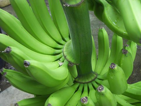 Bio-Bananen aus Ecuador