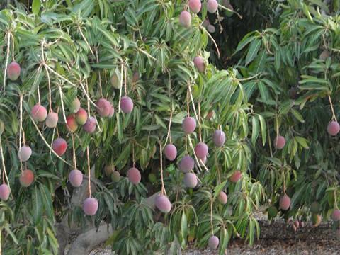 Mangos am Baum