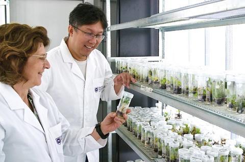 Professor Elizabeth Aitken and Dr Andrew Chen with tissue culture banana plants grown by crossing Calcutta 4 with a susceptible banana subspecies.