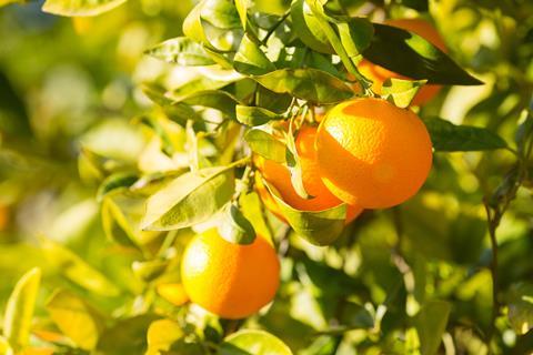 Valencia orange tree closeup Adobe