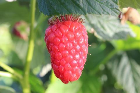 Hortifrut RubyChic