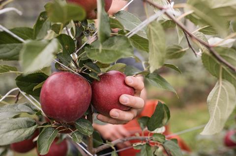Cosmic Crisp apples Vip Val Venosta