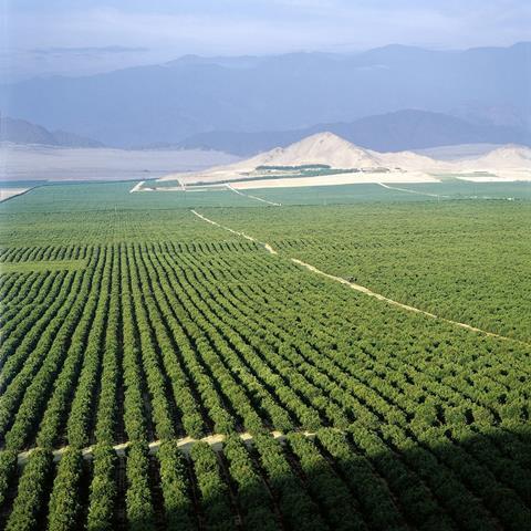 Camposol: Fortschritte bei Projekt für ganzjährige Avocado-Produktion