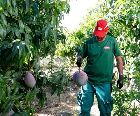 Trops mango grower