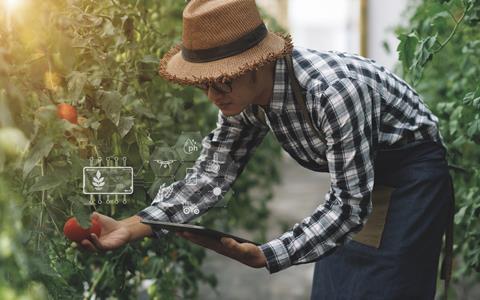 AI tomato cultivation