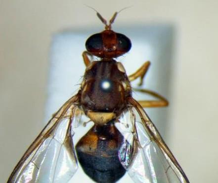 Fruit Fly - QLD