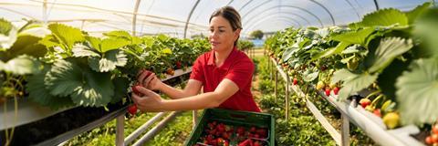 Tesco British strawberries 2026