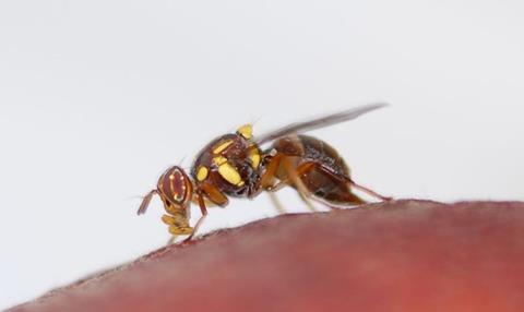 South Australia sterile fruit fly