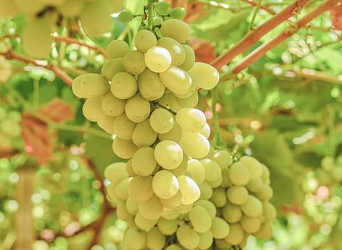 EG Pico grapes