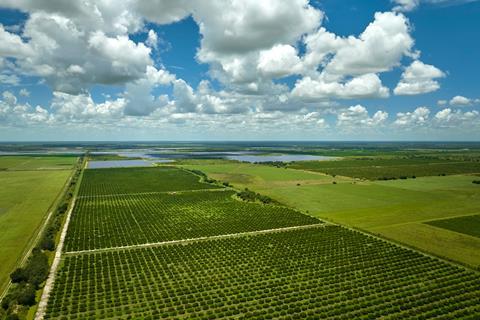 US Florida citrus groves AdobeStock_1070965754