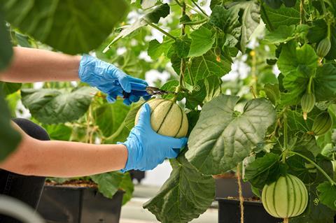 Belgien: Colruyt verkauft flämische Charentais-Melonen aus dem Gewächshaus