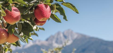 IT Vog organic apples