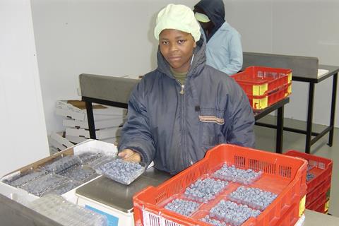 South African blueberries weighing packing checking